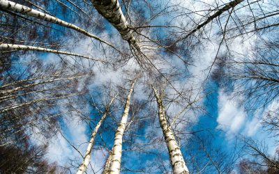 Barefoot Coaching Winter Conference – 25th November, 2015 Professor Roger Steare – Keynote Address